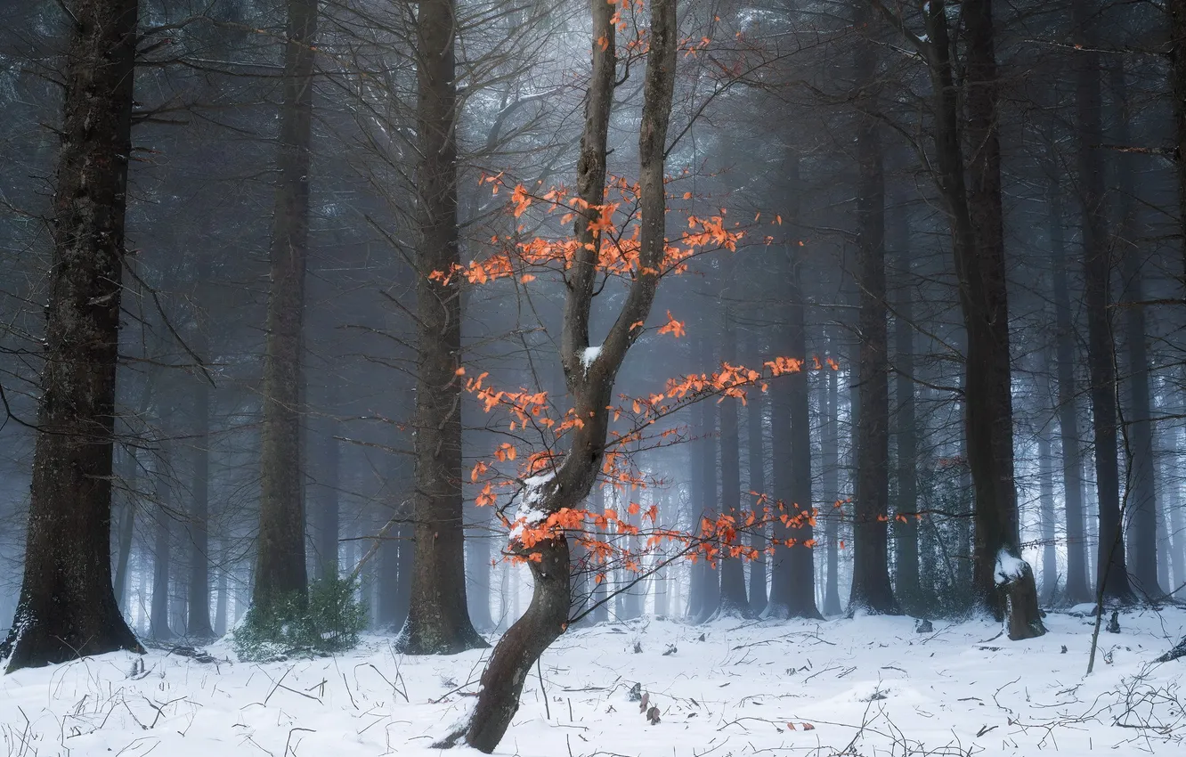 Photo wallpaper winter, forest, nature