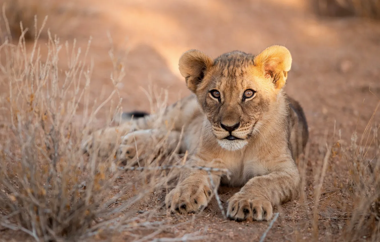 Photo wallpaper portrait, baby, lies, lion