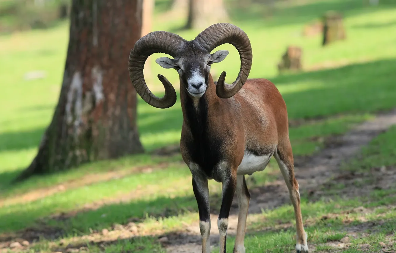 Photo wallpaper look, horns, mouflon