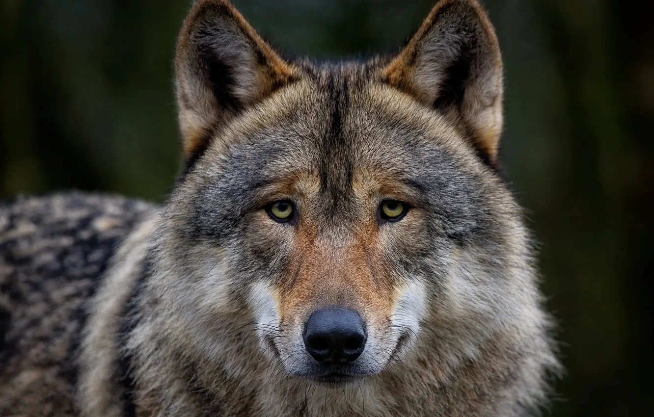 Photo wallpaper Predator, nature, snow, face, animal, wolf, canis lupus, wildlife