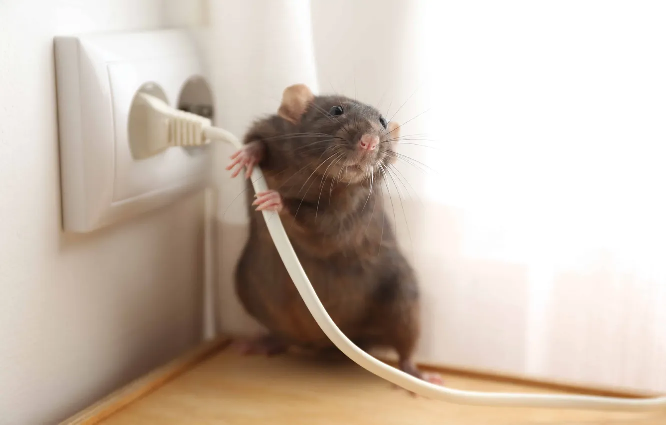 Photo wallpaper power, problem, wire, pet, rat, rodent, small, threat