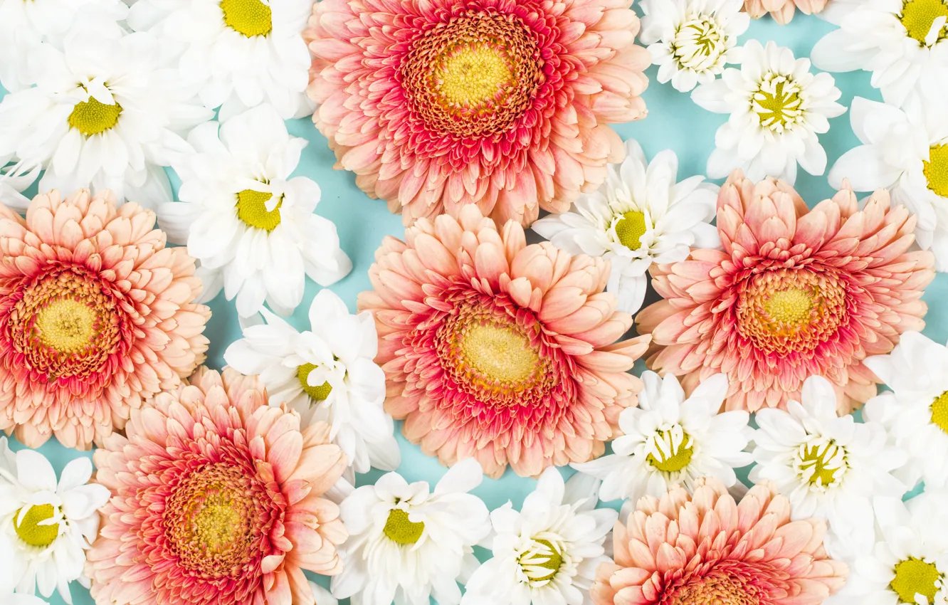 Photo wallpaper flowers, background, white, gerbera, pink, flowers, background
