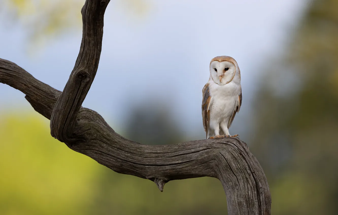 Photo wallpaper trees, branches, nature, background, owl, bird, snag, bitches