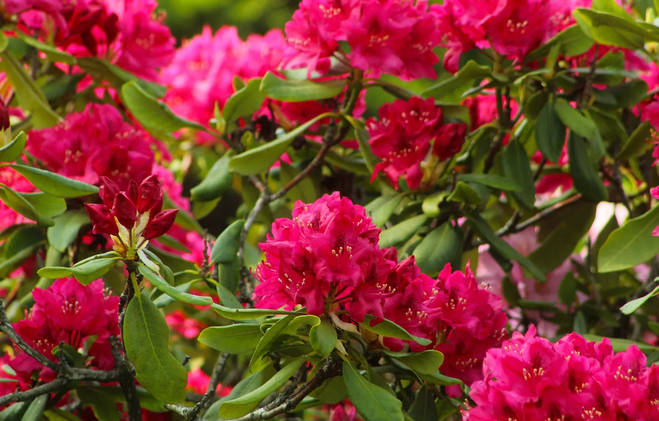 Photo wallpaper Flowering, shrub, Rhododendron