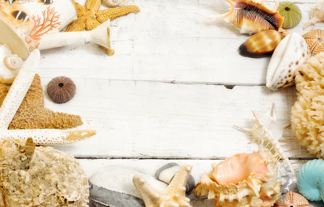 Photo wallpaper shell, wood, stars, marine, starfish, seashells