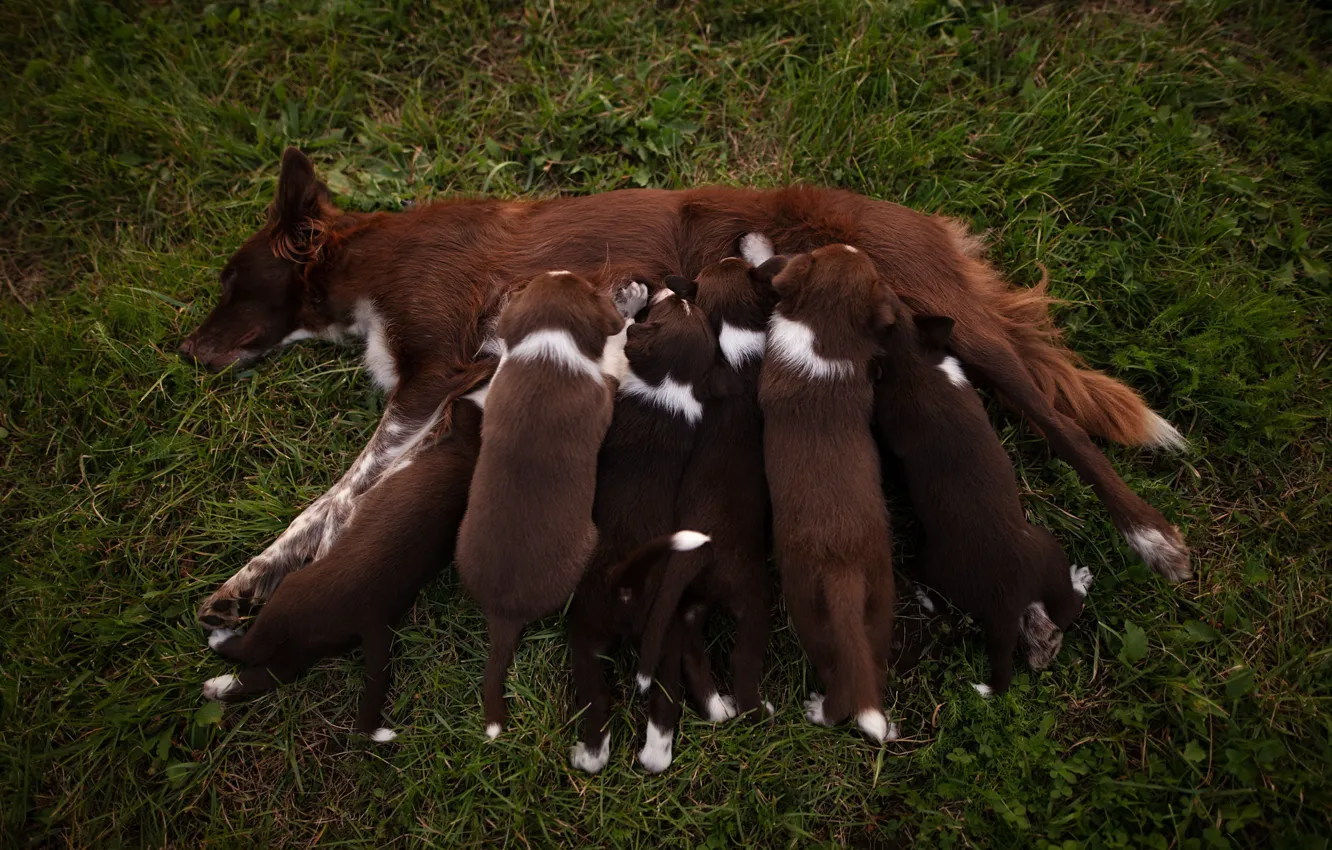 Photo wallpaper nature, life, dog, puppy