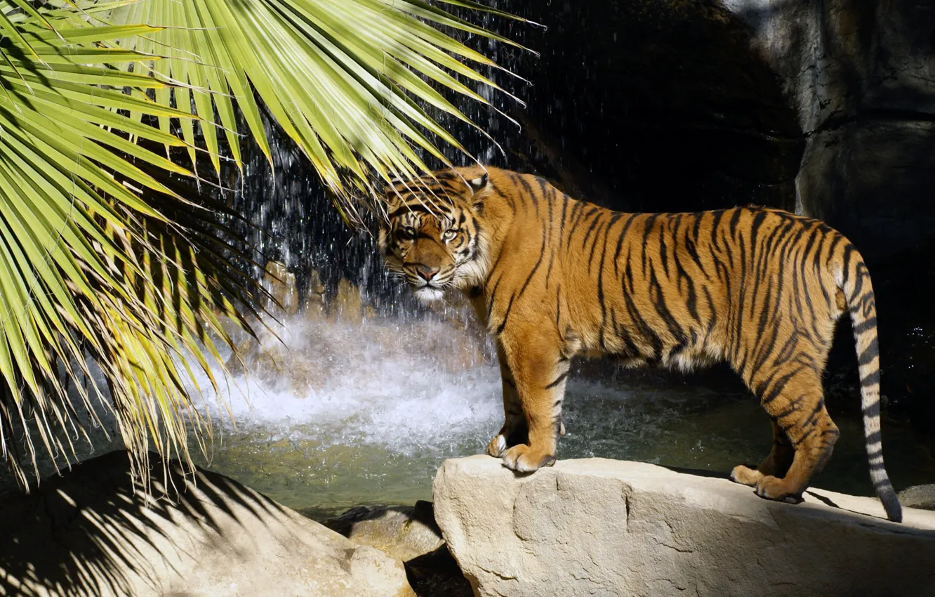 Photo wallpaper tiger, Palma, stones, waterfall, predator