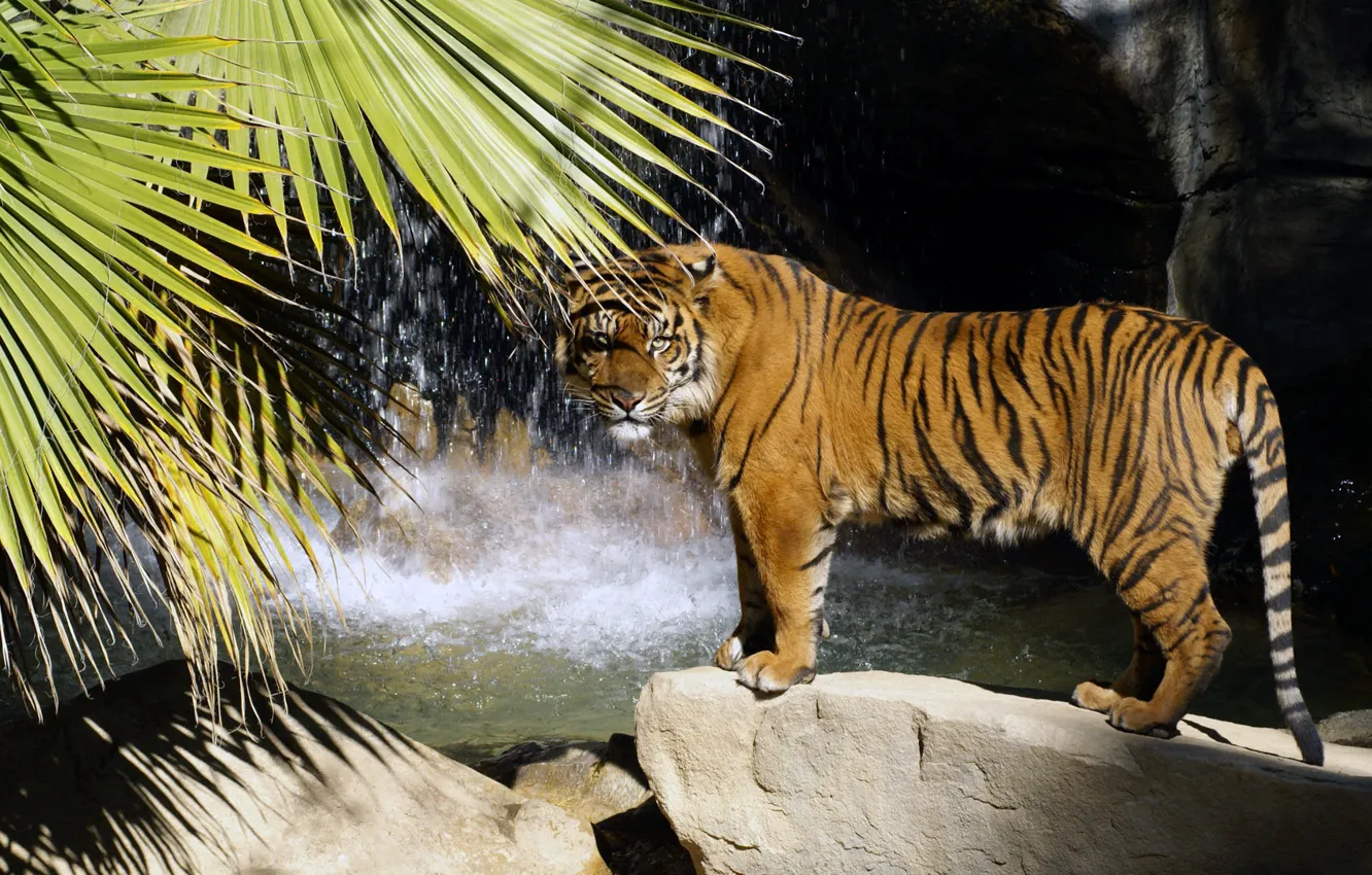 Photo wallpaper tiger, stones, palm trees, waterfall, predator