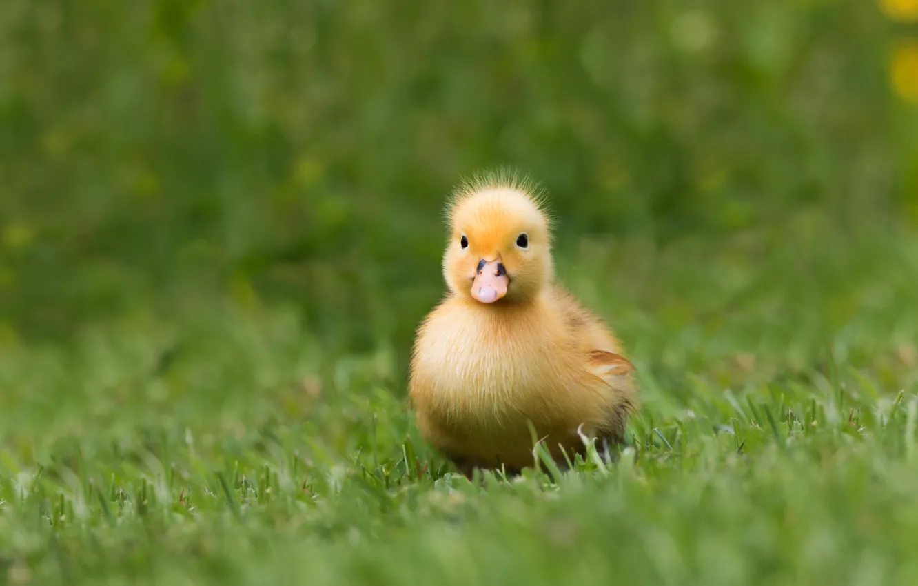 Photo wallpaper grass, yellow, nature, background, bird, glade, duck, baby