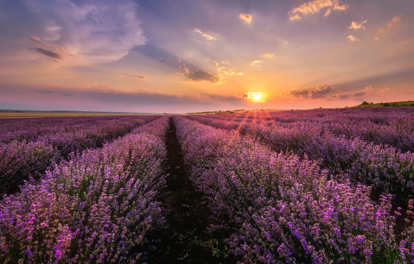 Photo wallpaper flowers, lavender, plantation, lavender field