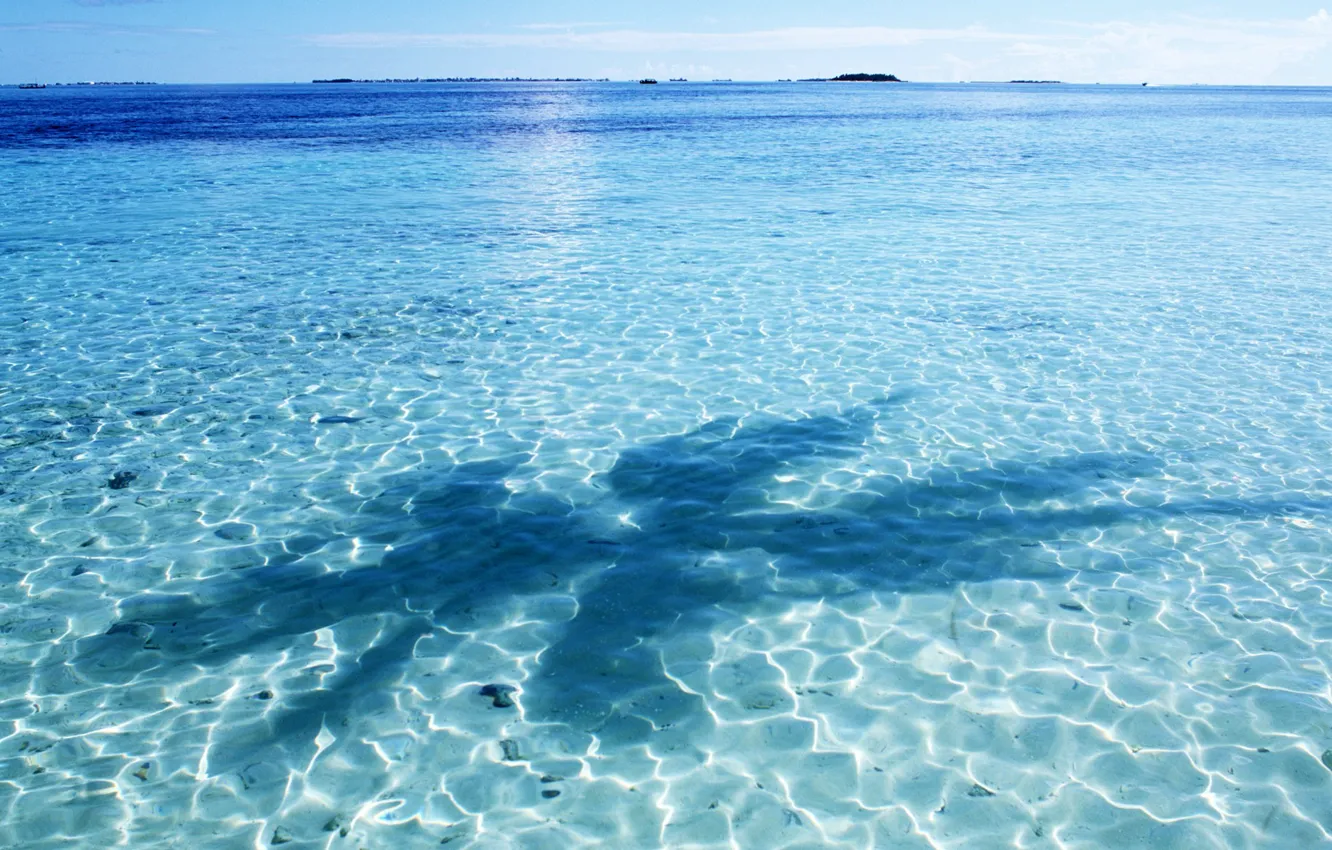 Photo wallpaper water, blue, palm trees, shadow
