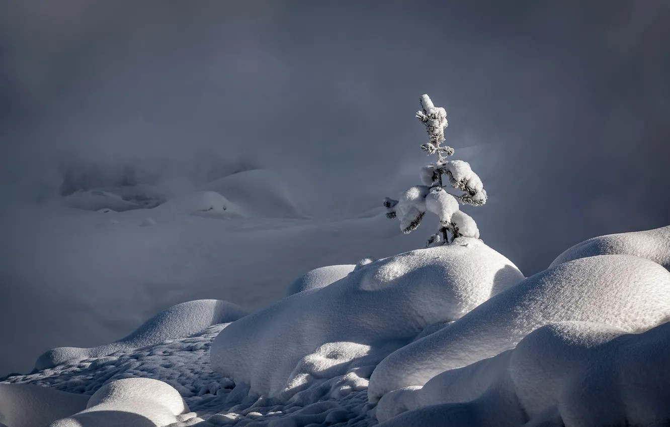 Photo wallpaper winter, snow, tree