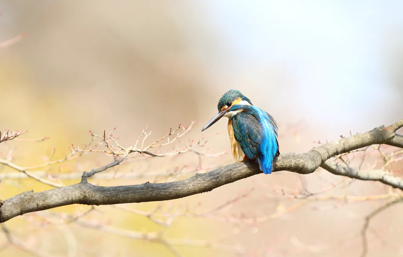 Photo wallpaper background, bird, branch, Kingfisher