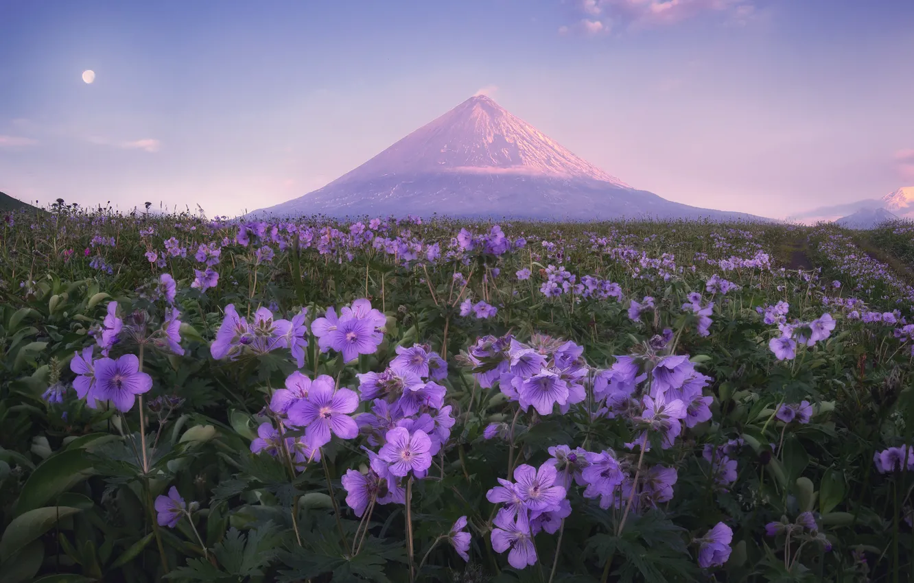 Photo wallpaper landscape, flowers, nature, fog, the moon, morning, the volcano, Kamchatka