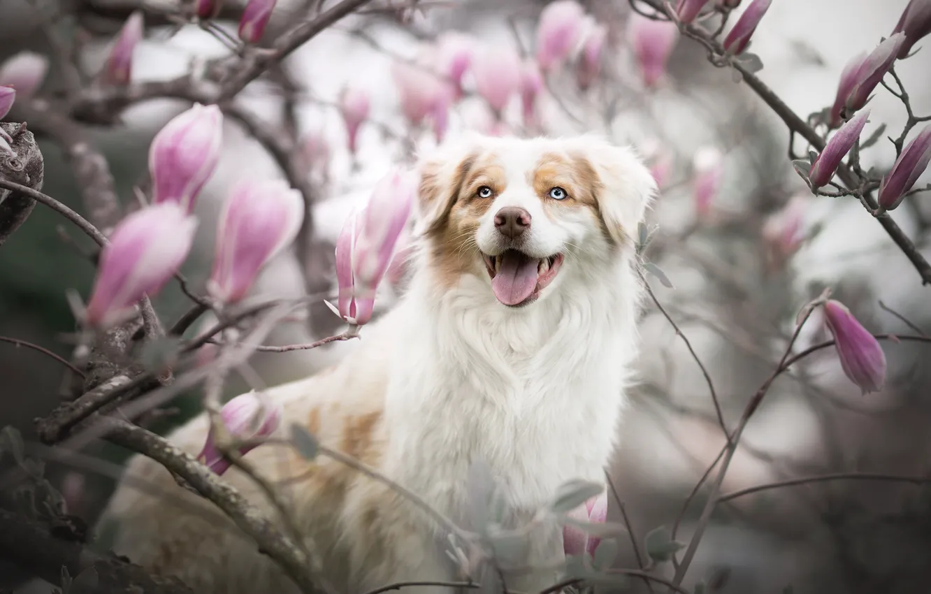 Photo wallpaper language, look, face, branches, smile, dog, blur, flowering