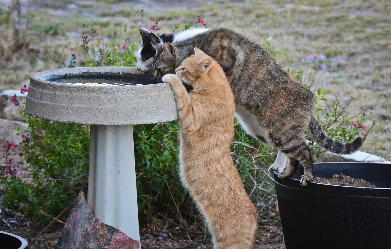 Photo wallpaper cats, thirst, cats, drink