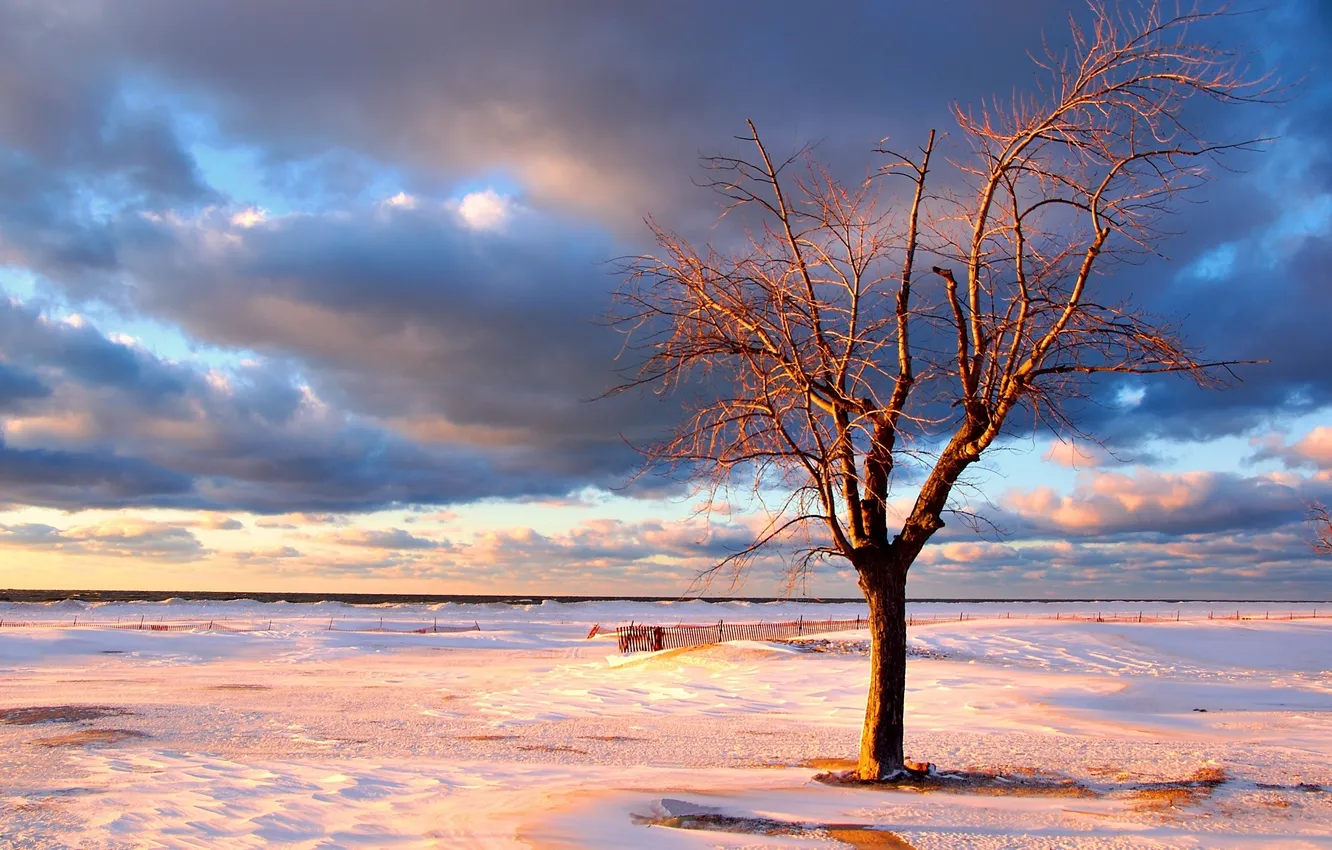 Photo wallpaper winter, sea, the sky, water, snow, trees, photo, tree