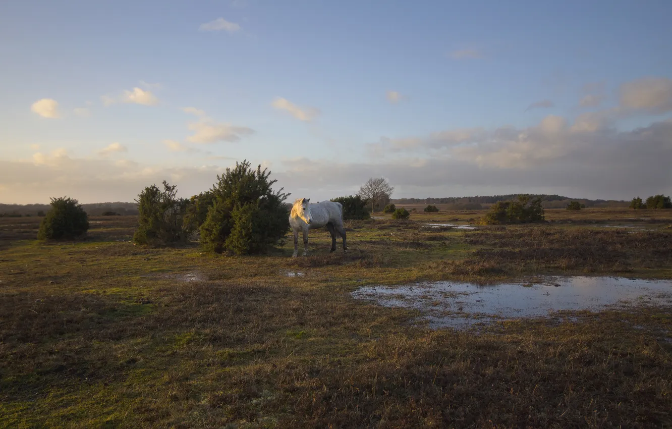 Photo wallpaper field, horse, the evening, puddles, shrubs
