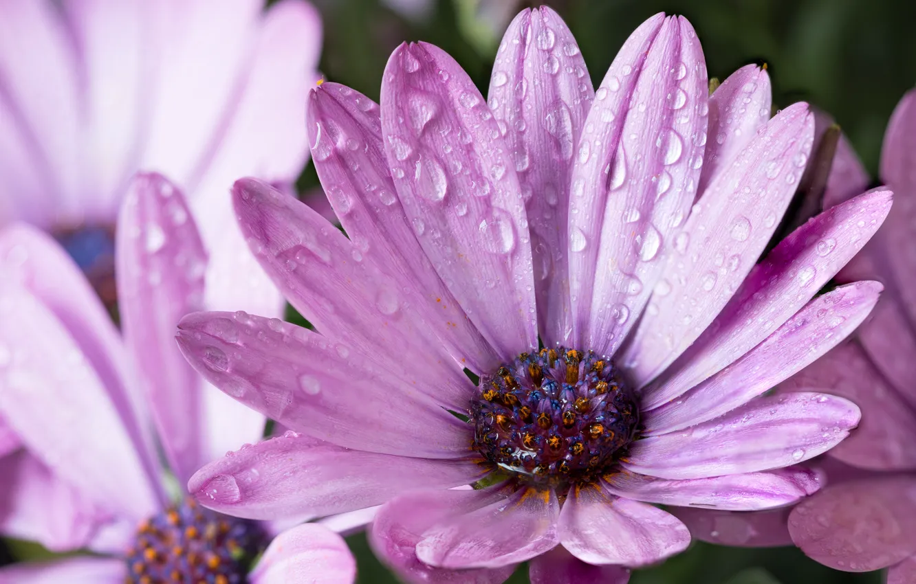 Photo wallpaper droplets, Flowers, petals, after the rain, lilac