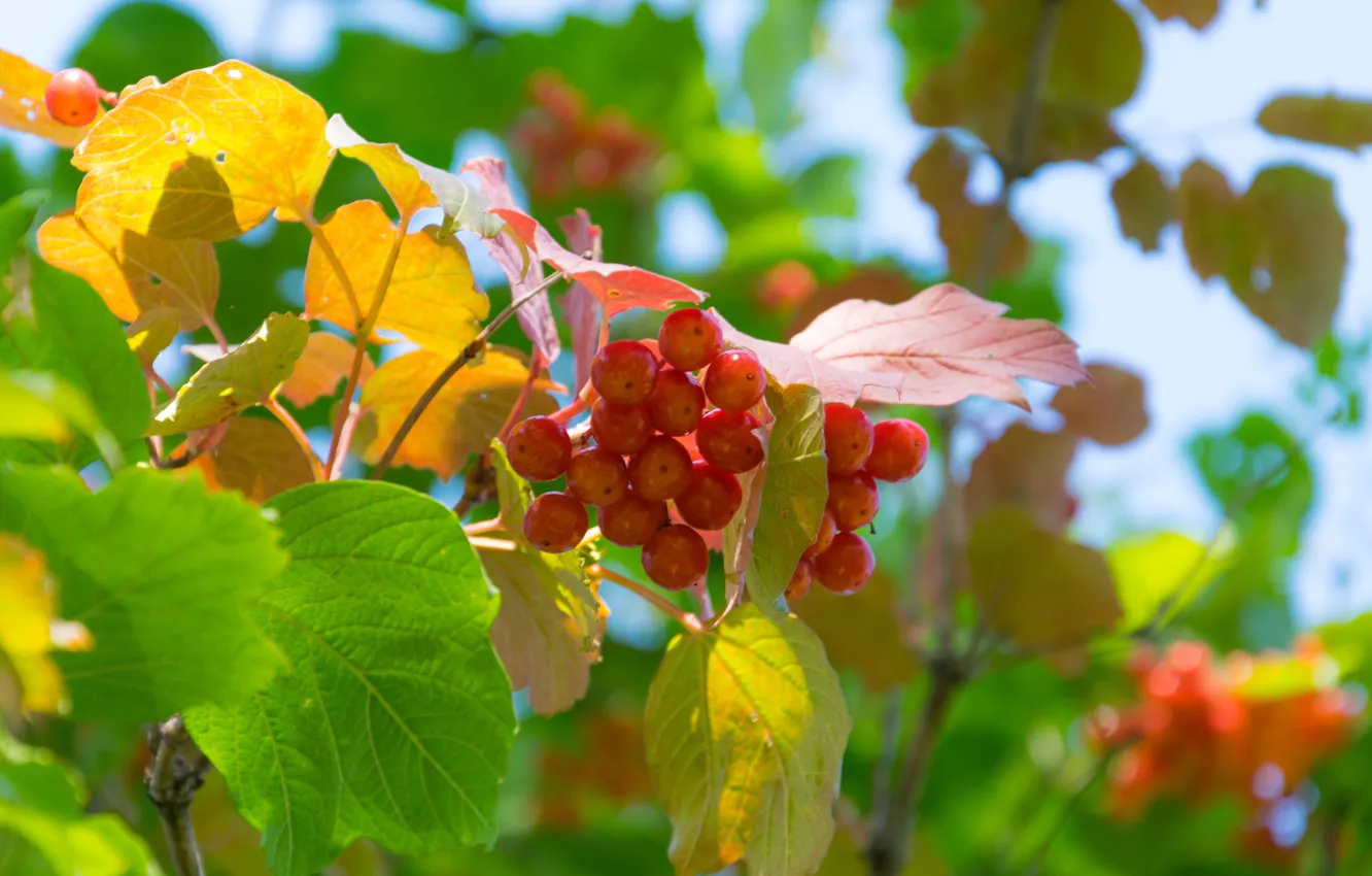Photo wallpaper autumn, the sky, leaves, Kalina