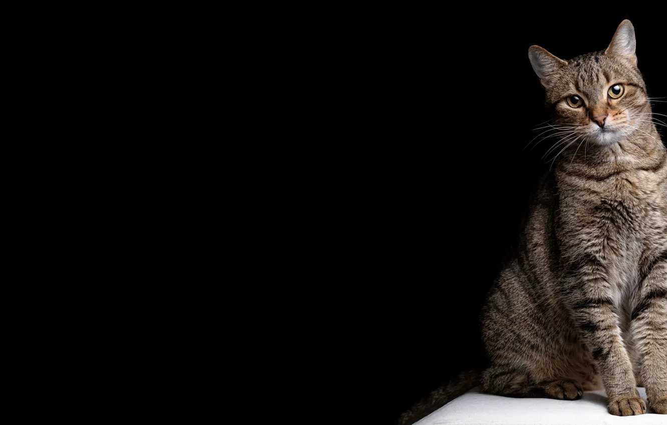 Photo wallpaper cat, cat, black background