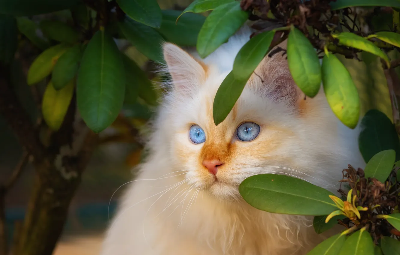 Photo wallpaper cat, cat, look, leaves, branches, kitty, portrait, fluffy
