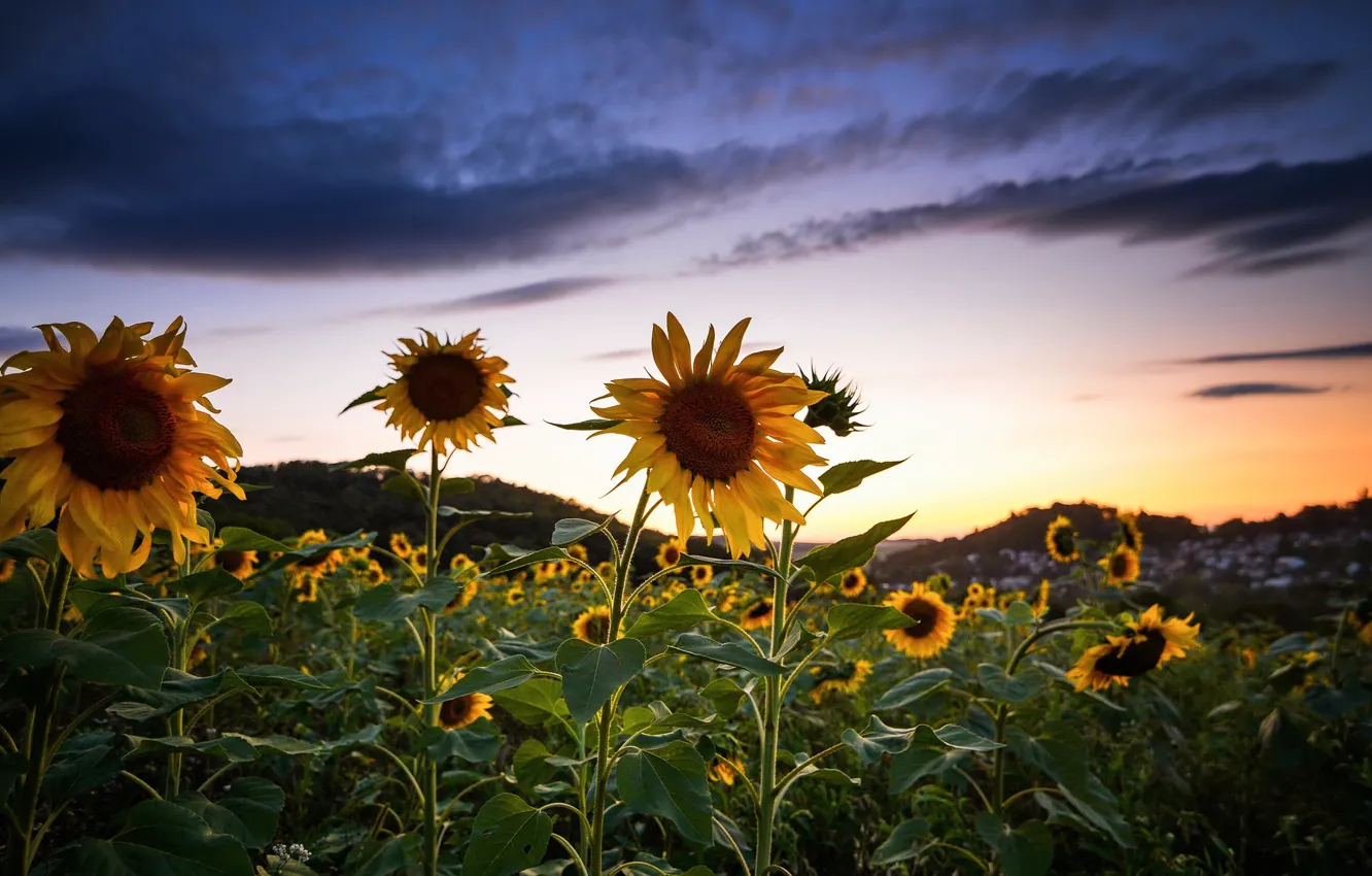 Photo wallpaper summer, sunflowers, sunset