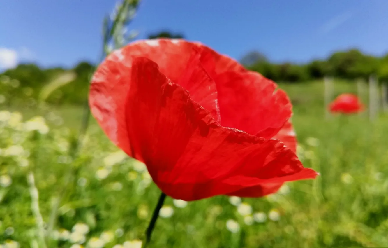 Photo wallpaper field, summer, macro, Mac, petals, meadow