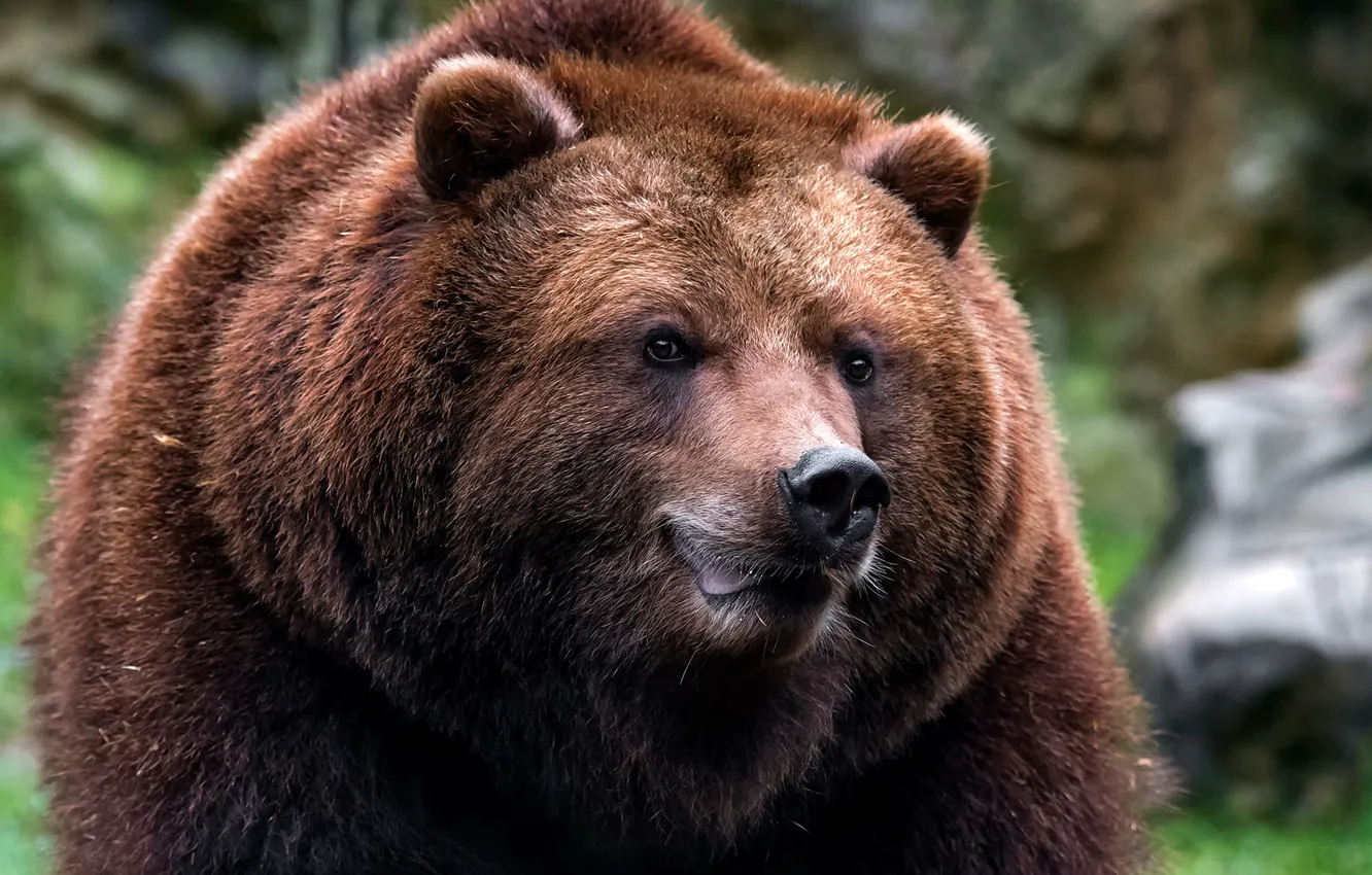 Photo wallpaper look, face, background, portrait, nose, bear, fur, the expression