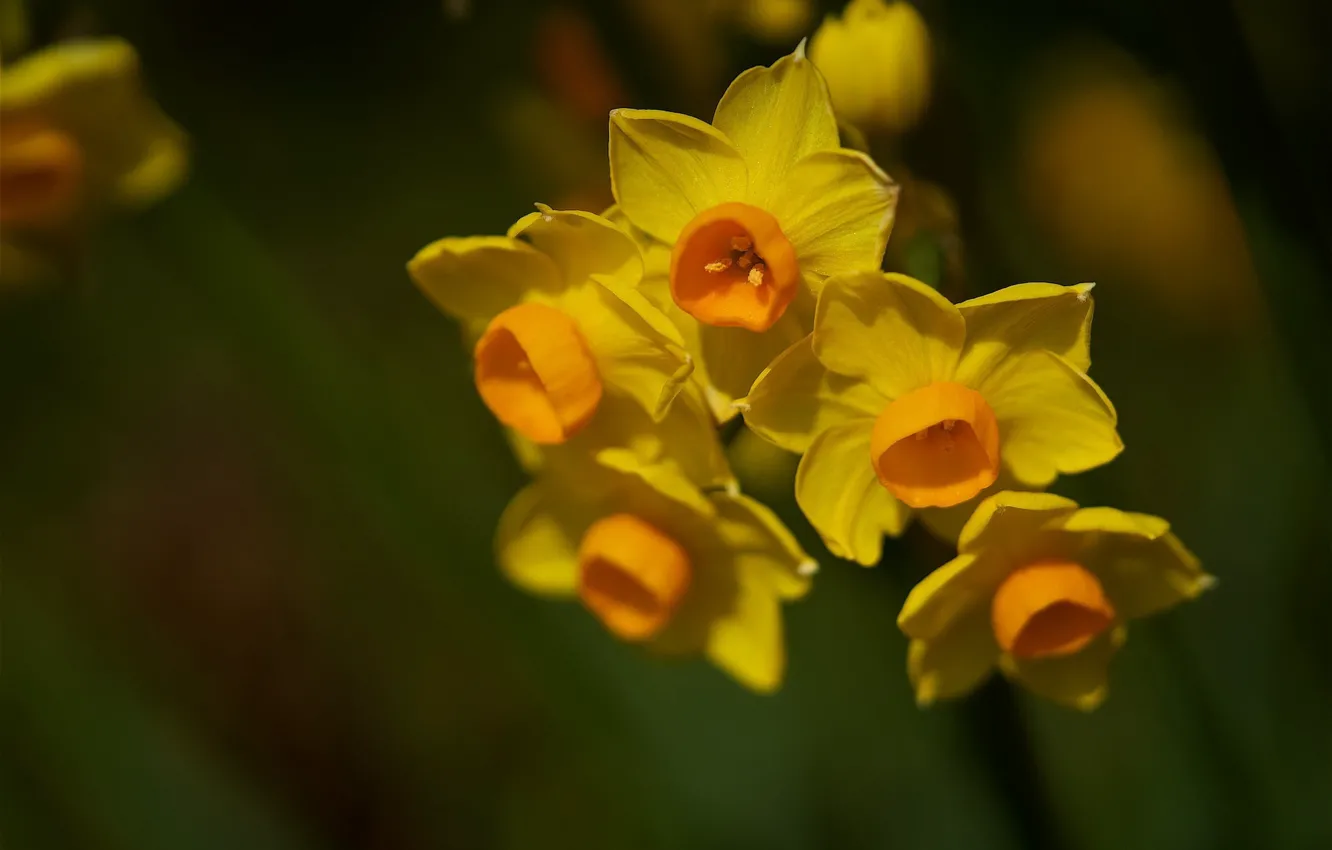 Photo wallpaper macro, yellow, daffodils, bokeh
