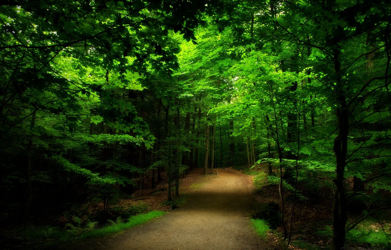 Photo wallpaper forest, road, trees, nature