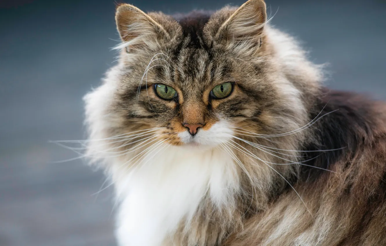 Photo wallpaper cat, cat, look, portrait, muzzle, fluffy, Norwegian forest cat