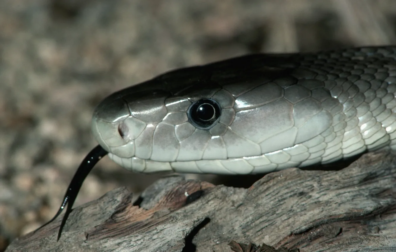 Photo wallpaper eyes, stones, black tongue, Grey snake