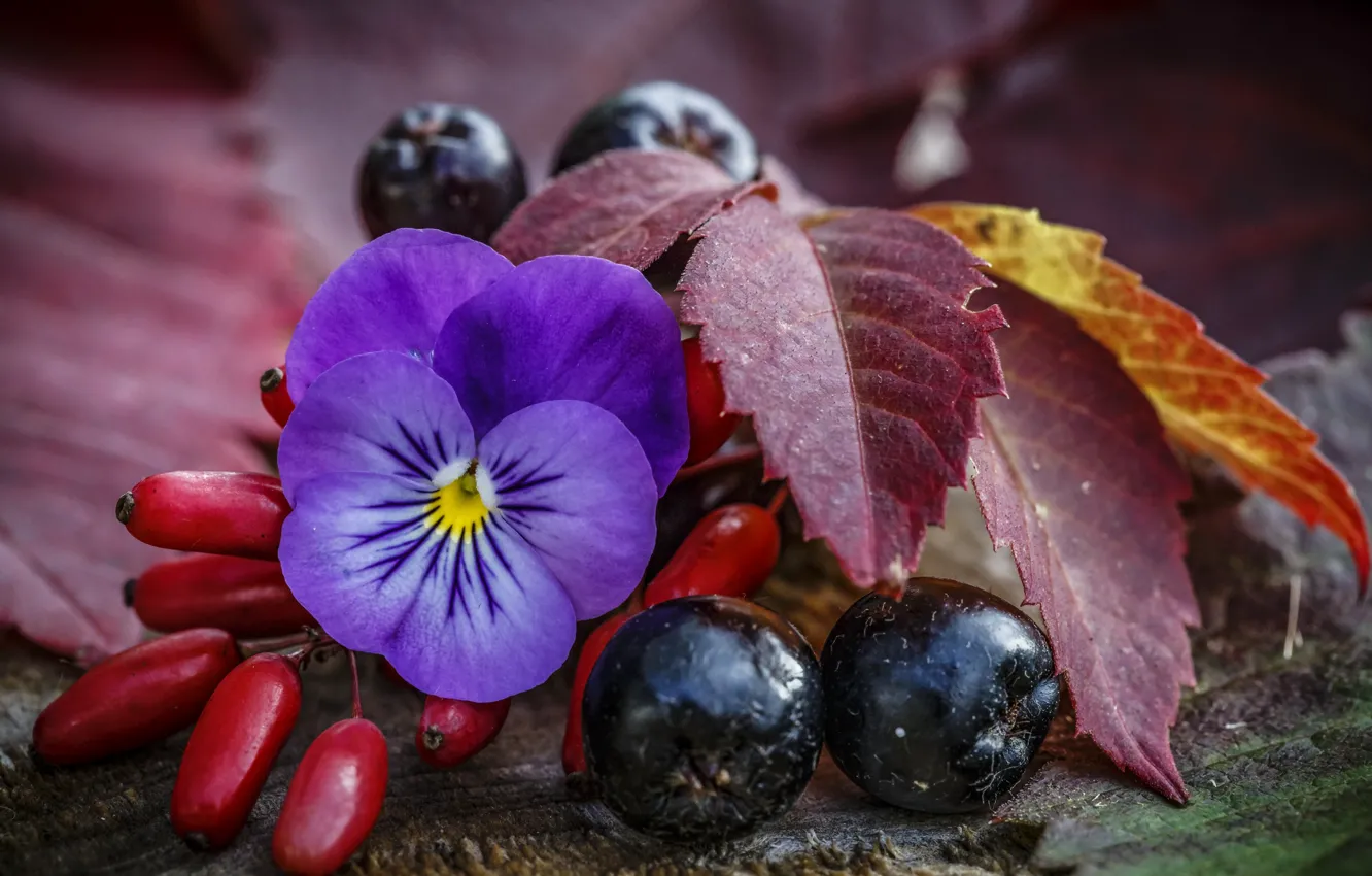 Photo wallpaper autumn, macro, berries, viola, Aronia