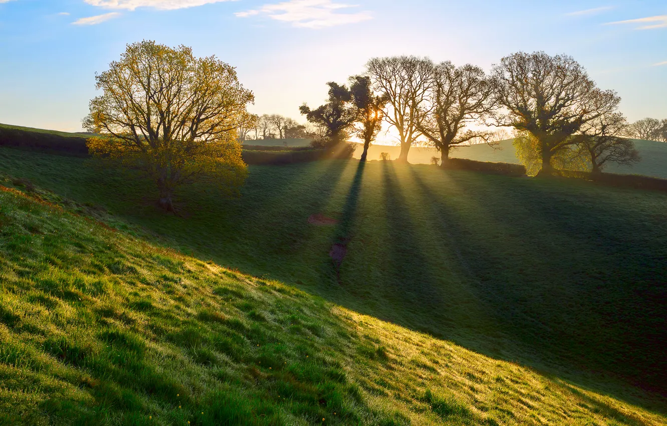 Photo wallpaper grass, rays, light, Rosa, England, spring, morning, April
