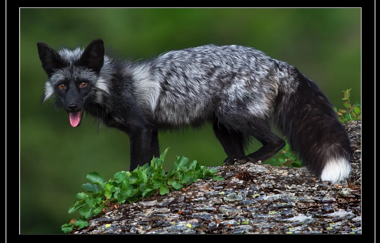 Photo wallpaper animal, picture, fox, Fox, picture, tongue, Animals, tongue