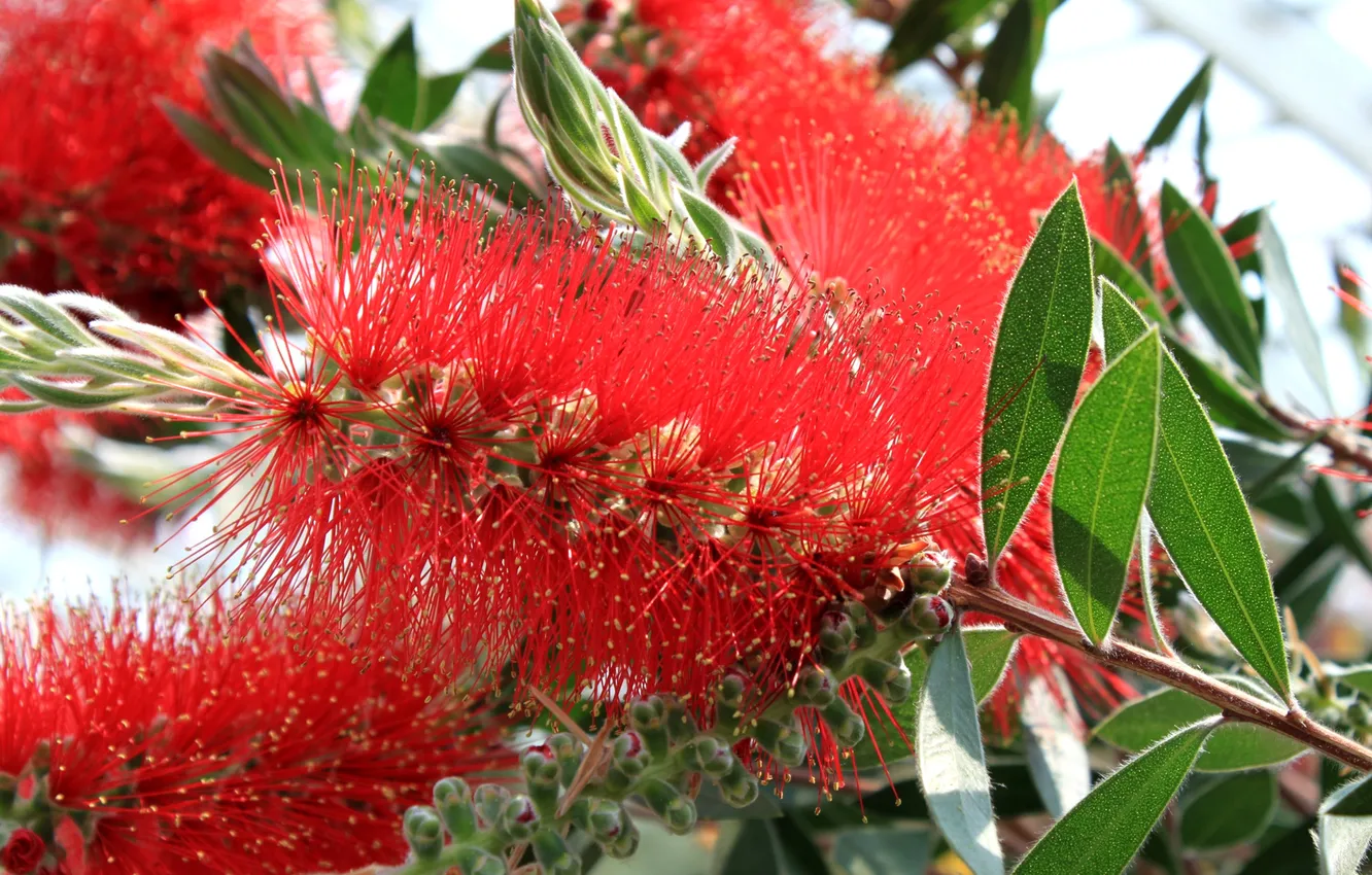 Photo wallpaper leaves, trees, branches, petals, exotic