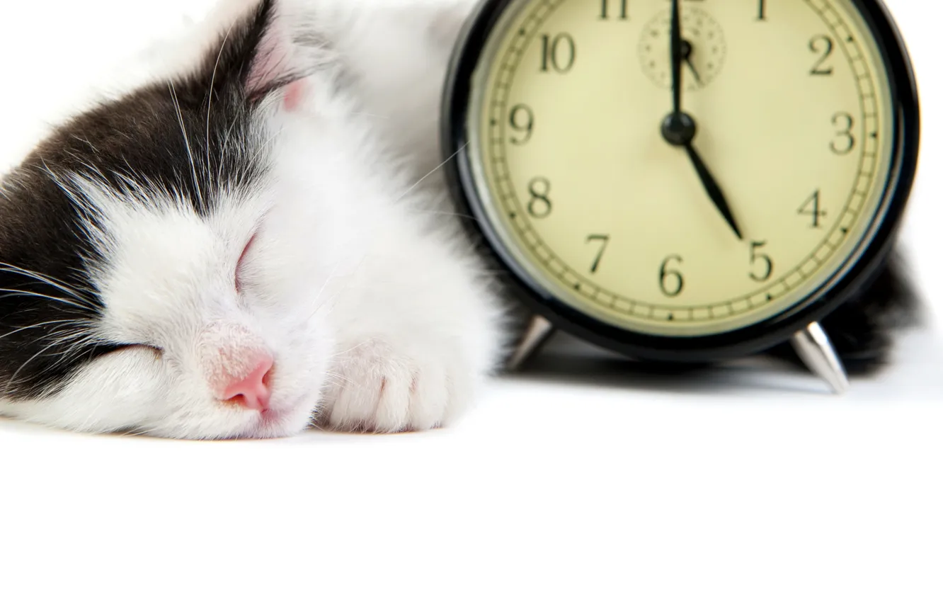 Photo wallpaper cat, white, cat, black, alarm clock, sleeping, white background