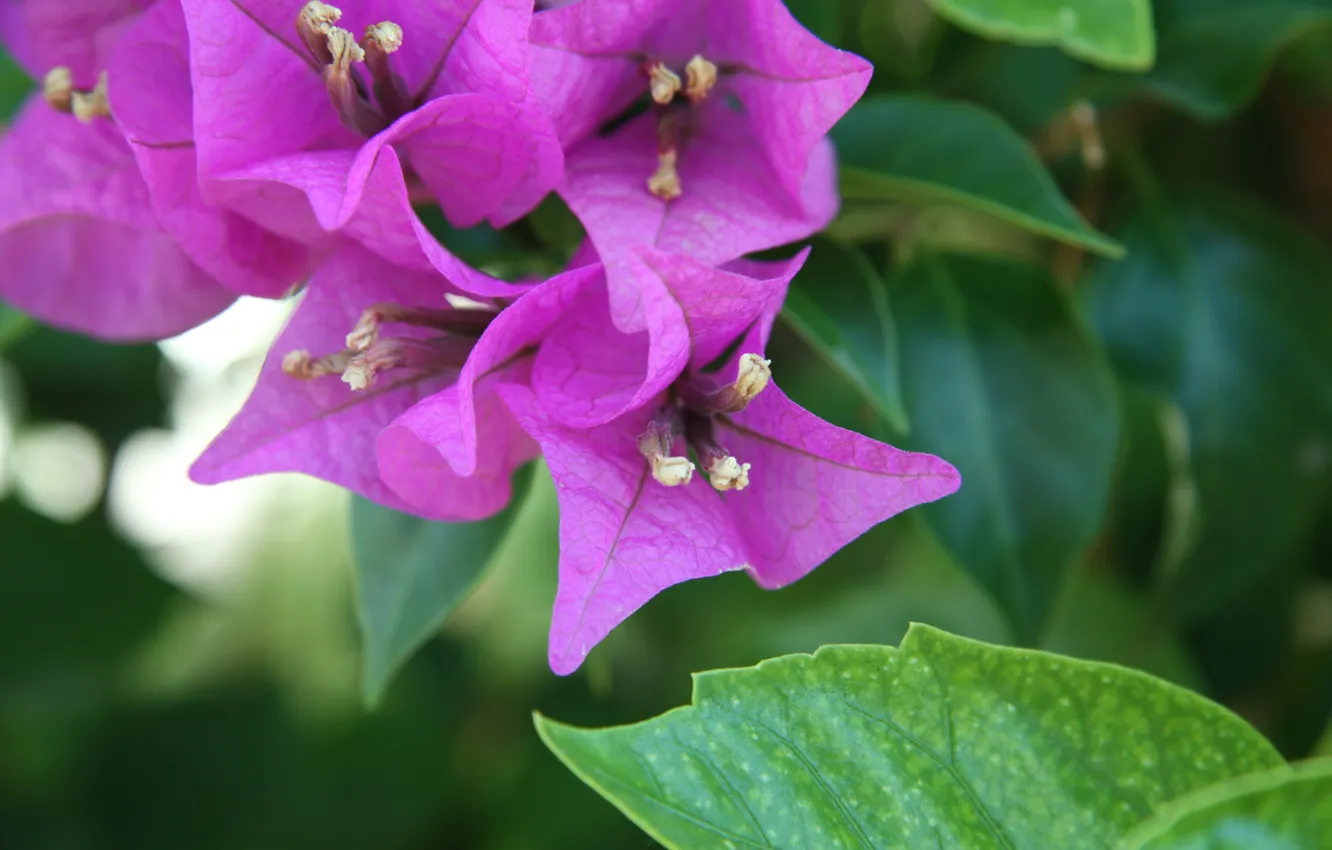 Photo wallpaper leaves, flowers, bright, purple