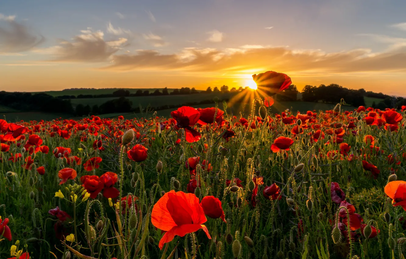 Photo wallpaper field, the sky, the sun, sunset, flowers, nature, Maki