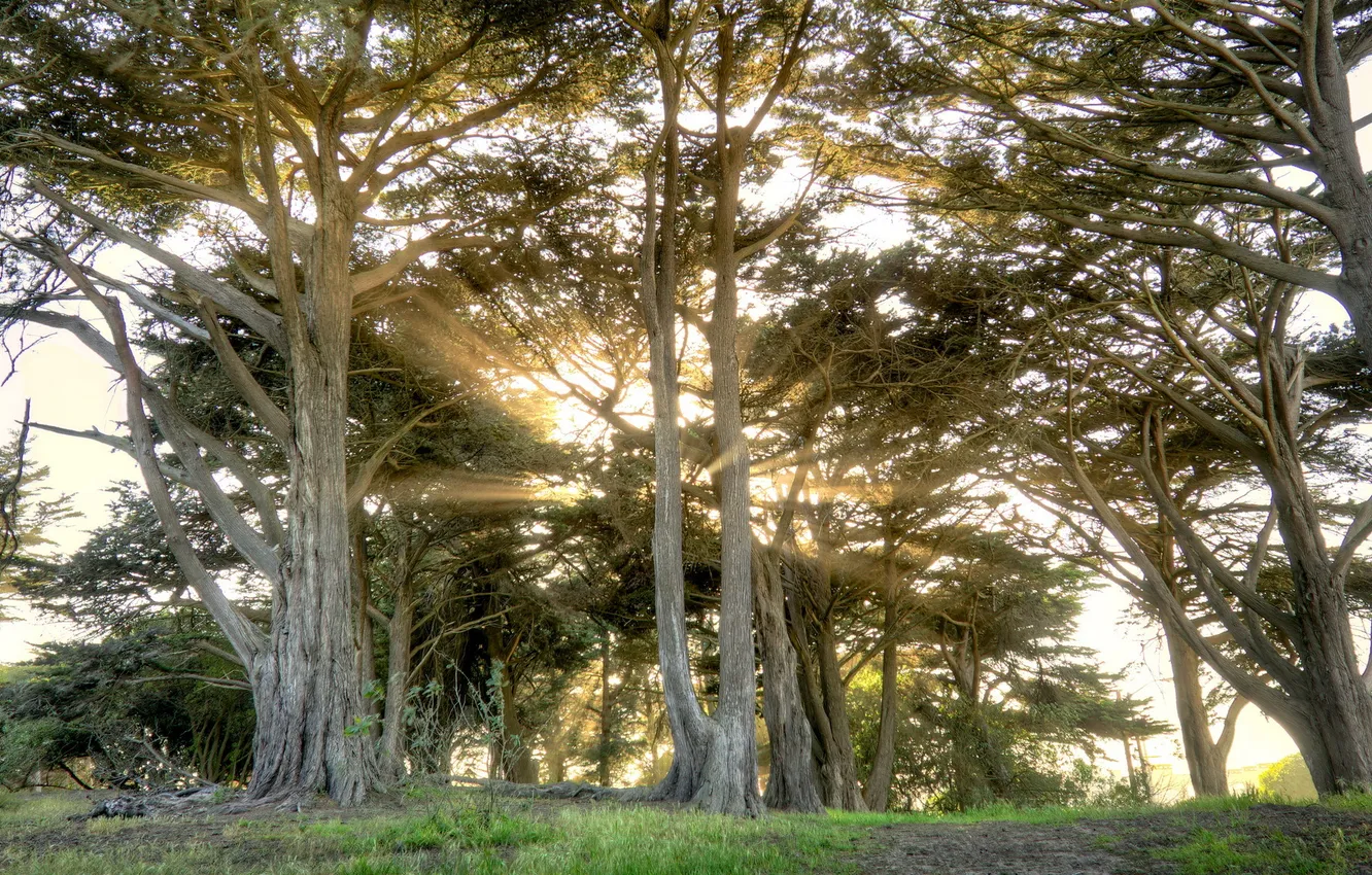 Photo wallpaper light, trees, landscape, Park