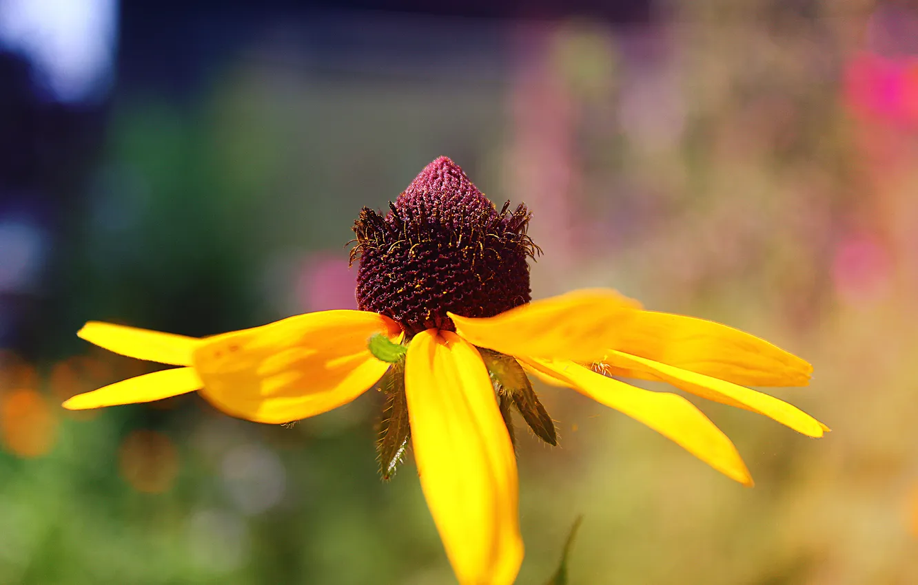 Photo wallpaper summer, the sun, flowers, flower, rudbeckia