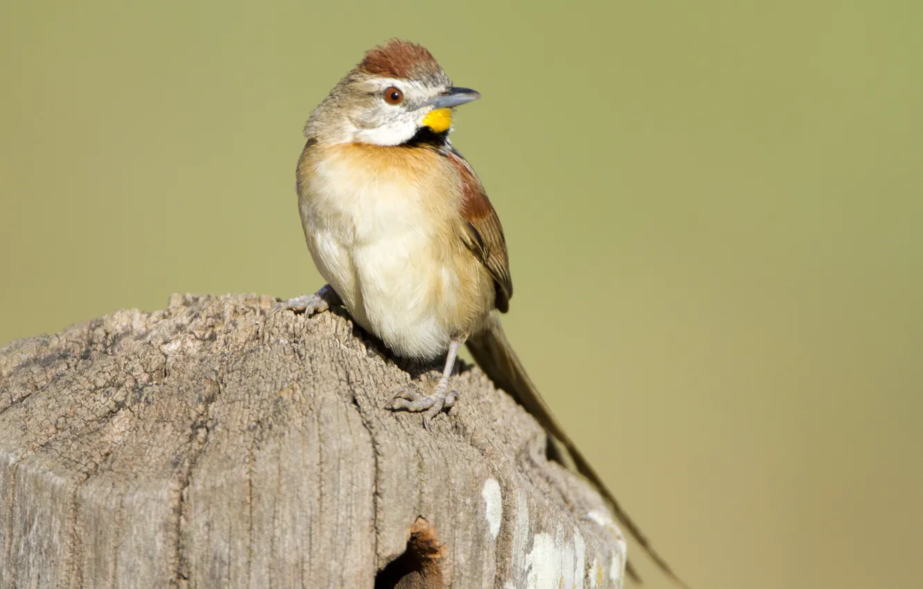 Photo wallpaper yellow, bird, wood, brown, eye, Bichoita, beak
