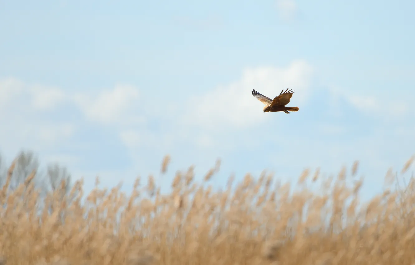 Photo wallpaper field, the sky, clouds, flight, wings, stem, wildlife, marsh Harrier