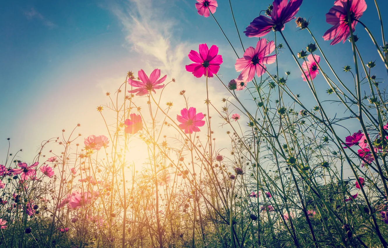 Photo wallpaper field, summer, the sun, flowers, summer, pink, field, pink