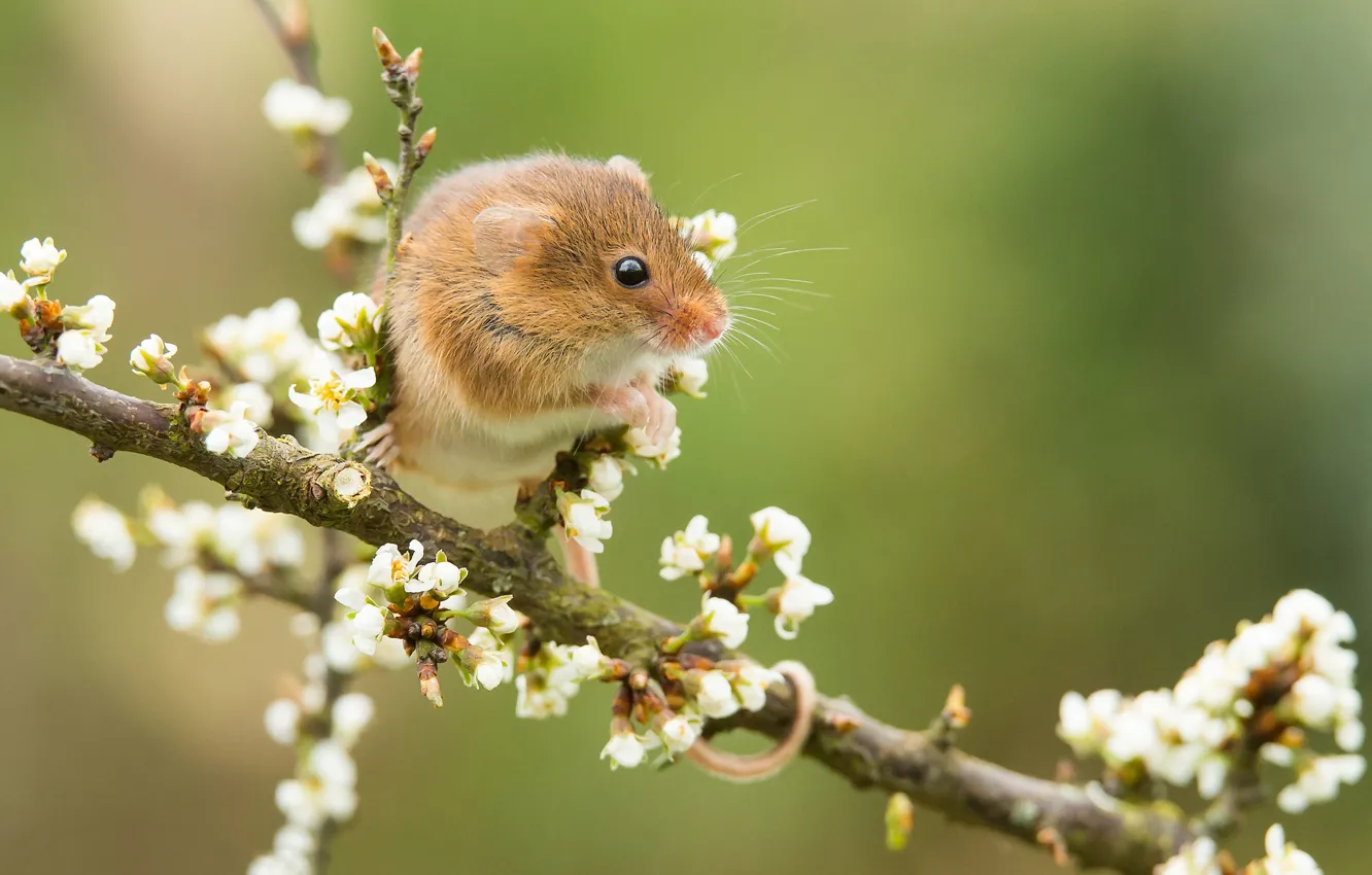 Photo wallpaper branch, mouse, flowering, bokeh, rodent, The mouse is tiny, Harvest mouse