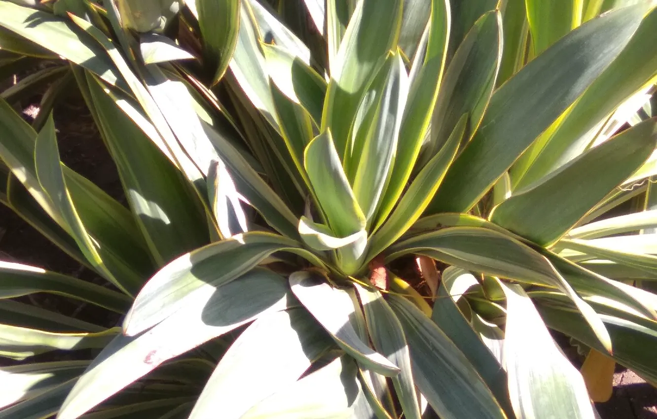 Photo wallpaper greens, green leaves, Yucca, natural background, yucca greens, tropical plants