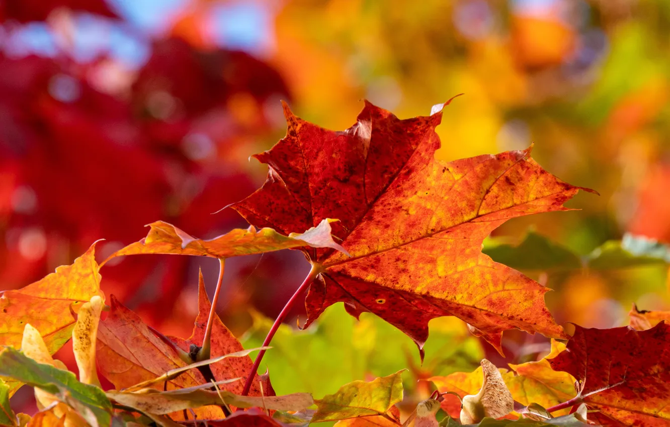 Photo wallpaper autumn, leaves, macro, maple leaves, bokeh