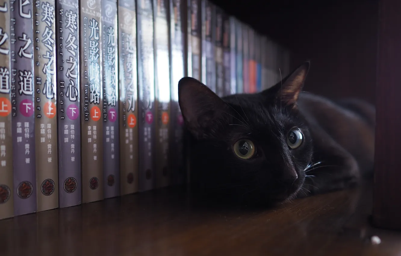 Photo wallpaper book, shelves, black cat