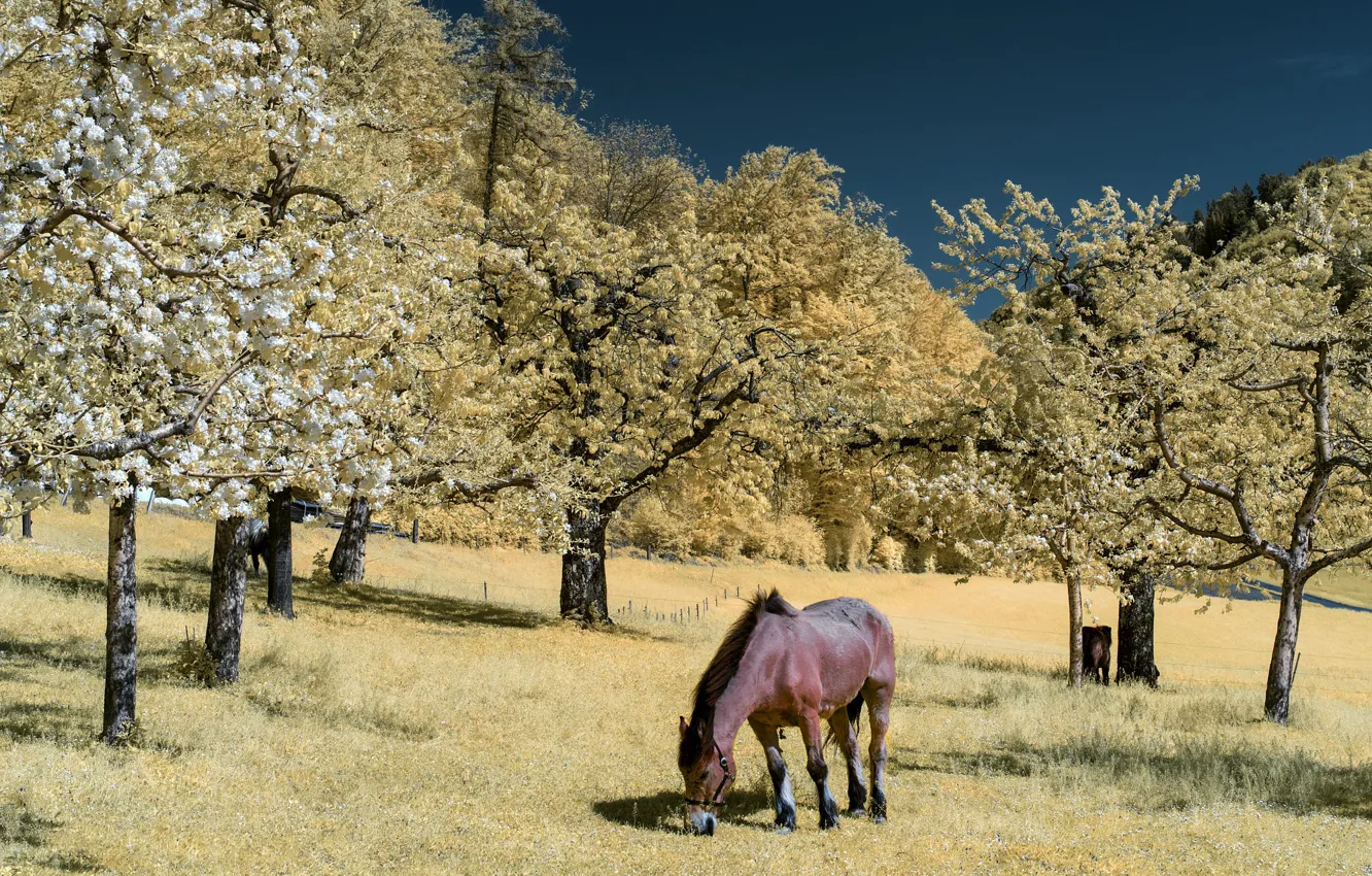 Photo wallpaper trees, flowers, nature, Park, horse, glade, horse, treatment